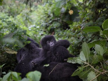 Virunga National Park in Democratic Republic of Congo