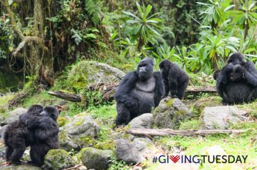 Virunga Massifs: Driving Gorilla Conservation Forward