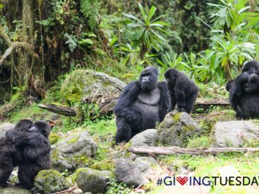 Virunga Massifs: Driving Gorilla Conservation Forward