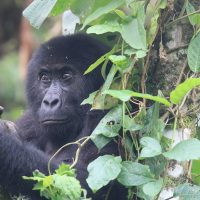 VIRUNGA GORILLA NEWS: Fasha Saved from a Snare