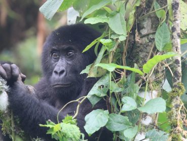 New Gorilla Group Discovered in Democratic Republic of Congo