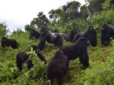 BREAKING: Mountain Gorilla Status Increase